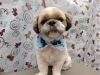 愛情たっぷりのトリミングサロン「伸びてた毛【どっぐさろんあきゅ　小型犬専門　トリミング　ペットサロン　京都市南区上鳥羽】」
