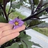 NO159　夏野菜