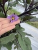 賀茂茄子　原田ファーム「NO159　夏野菜」