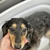 トリミング後に犬が掻く…原因は一つじゃない。新潟市のサロンが考えること