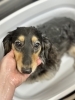 ダックスちゃん「トリミング後に犬が掻く…原因は一つじゃない。新潟市のサロンが考えること」