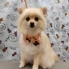 頭シャワー平気になりました【どっぐさろんあきゅ　小型犬専門　トリミング　ペットサロン　京都市南区上鳥羽】