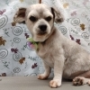 頭からお尻まで3㎜バリカン【どっぐさろんあきゅ　小型犬専門　トリミング　ペットサロン　京都市南区上鳥羽】
