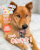 「【完全予約制】SAYAMAKOわんにゃん譲渡会2026.6.6㈯ 参加犬紹介⑥雑種犬　 埼玉/所沢・入間・狭山・川越・飯能 　東京/東大和・武蔵村山・東村山・東久留米・小平・立川」