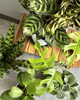 新入荷の観葉植物たち「個性的な葉姿が魅力！人気の観葉植物が入荷しました【徳島市｜はっぱ堂】」