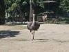 たくさんの動物たちの中で「ポレポレおかえり！」