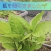 東京で育てる藍がぐんぐん成長中🌱太く逞しく育った藍を夏に刈り取り、本染めへ繋げます☀️✂️ #藍 #藍を育てる #indigo #東京 #本染［店舗は立石！手拭染め体験がオススメの手ぬぐいショップ（注染・oem・オリジナル製作）］