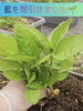 「東京で育てる藍がぐんぐん成長中🌱太く逞しく育った藍を夏に刈り取り、本染めへ繋げます☀️✂️ #藍 #藍を育てる #indigo #東京 #本染［店舗は立石！手拭染め体験がオススメの手ぬぐいショップ（注染・oem・オリジナル製作）］」