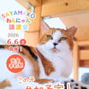 【完全予約制】SAYAMAKOわんにゃん譲渡会2026.6.6㈯ 参加猫紹介⑦MIX猫　 埼玉/所沢・入間・狭山・川越・飯能 　東京/東大和・武蔵村山・東村山・東久留米・小平・立川