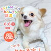 【完全予約制】SAYAMAKOわんにゃん譲渡会2026.6.6㈯ 参加犬紹介⑧チワワ MIX　 埼玉/所沢・入間・狭山・川越・飯能 　東京/東大和・武蔵村山・東村山・東久留米・小平・立川
