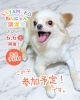 「【完全予約制】SAYAMAKOわんにゃん譲渡会2026.6.6㈯ 参加犬紹介⑧チワワ MIX　 埼玉/所沢・入間・狭山・川越・飯能 　東京/東大和・武蔵村山・東村山・東久留米・小平・立川」
