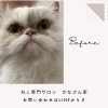 岡山猫専門サロン　猫ちゃんのシャンプー工程