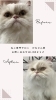 鼻ぺちゃちゃん　シャンプーbefore after「岡山猫専門サロン　猫ちゃんのシャンプー工程」