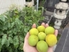 「⛩️梅の収穫作業⛩️」