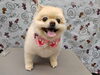シャンプーでふわふわキープ「シャンプーコースとは【どっぐさろんあきゅ　小型犬専門　トリミング　ペットサロン　京都市南区上鳥羽】」