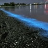 光り輝く幻想的な海の世界を見に行く/夜光虫/静岡の水槽レンタルとプロデュースとアクアデザインブルース/