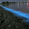 光り輝く幻想的な海の世界を見に行く/夜光虫/静岡の水槽レンタルとプロデュースとアクアデザインブルース/