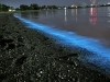 夜光虫「光り輝く幻想的な海の世界を見に行く/夜光虫/静岡の水槽レンタルとプロデュースとアクアデザインブルース/」