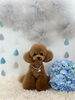ねねちゃん「わんこと梅雨☔️」