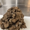 香り高い黒舞茸の天ぷらが登場しました