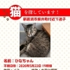 【新居浜市坂井町2丁目付近】迷い猫を探しています（不明になった日：2026年5月22日）