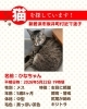 「【新居浜市坂井町2丁目付近】迷い猫を探しています（不明になった日：2026年5月22日）」