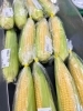 「5/29(金)スイートコーン🌽今シーズン初登場！」