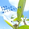 🌿６月スケジュール🌿
