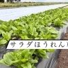 ⋆͛ 📢 ᐠ お知らせ ᐟ  サラダほうれん草、まもなく販売終了です🧤🧺