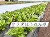 新鮮ほうれん草を食卓へお届け「⋆͛ 📢 ᐠ お知らせ ᐟ  サラダほうれん草、まもなく販売終了です🧤🧺」