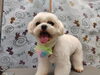 トリミング後の可愛いワンコ「ふんわり＆すっきり【どっぐさろんあきゅ　小型犬専門　トリミング　ペットサロン　京都市南区上鳥羽】」