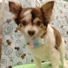 保定させて……【どっぐさろんあきゅ　小型犬専門　トリミング　ペットサロン　京都市南区上鳥羽】