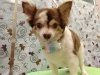 バッチリ似合ってるね💗「保定させて……【どっぐさろんあきゅ　小型犬専門　トリミング　ペットサロン　京都市南区上鳥羽】」