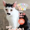 【完全予約制】SAYAMAKOわんにゃん譲渡会2026.6.6㈯ 参加猫紹介⑨MIX猫　 埼玉/所沢・入間・狭山・川越・飯能 　東京/東大和・武蔵村山・東村山・東久留米・小平・立川