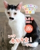 「【完全予約制】SAYAMAKOわんにゃん譲渡会2026.6.6㈯ 参加猫紹介⑨MIX猫　 埼玉/所沢・入間・狭山・川越・飯能 　東京/東大和・武蔵村山・東村山・東久留米・小平・立川」