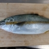 天然ヒラマサ