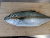 天然ヒラマサ「天然ヒラマサ」