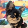 🐩💕ご新規様のわんちゃん紹介✨🐶