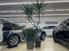 選ぶ楽しさ満載、充実のショールーム「アートと観葉植物に囲まれた屋内ショールームでクルマ選び」
