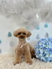 いーちゃん「わんこと梅雨☔️」