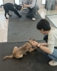 甲斐犬MIXとラブラドールの子犬の教室「子犬の甘噛をしつけ出来る子犬教室はここ！」