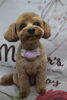 ミックス犬のたむくんのトリミング「ミックス犬のたむくん♪ 「mother's」ピンク背景でマカロン風スマイルチャームフォト！」