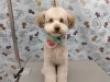 モデル級の可愛さ＆きれいをGET✨「台の上でできるようになってきました【どっぐさろんあきゅ　小型犬専門　トリミング　ペットサロン　京都市南区上鳥羽】」