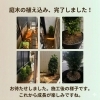 【和歌山市・岩出市対応】庭木の植え込み・お庭のお手入れ承ります！｜便利屋助さん