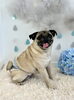 ムッ太くん「わんこと梅雨」