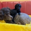 W A N！チャンスの看板犬アリーシャが2匹の男の子を 出産しました🐶