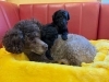 「W A N！チャンスの看板犬アリーシャが2匹の男の子を 出産しました🐶」