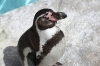 「ペンギン広場の室内展示場を閉鎖します」