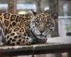 ジャガー「ジャガー・ピューマの放飼変更について」