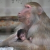 第38回とべ動物園動物画コンクールを開催します。